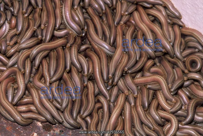  : Millipedes - Swarm of young resting against building
