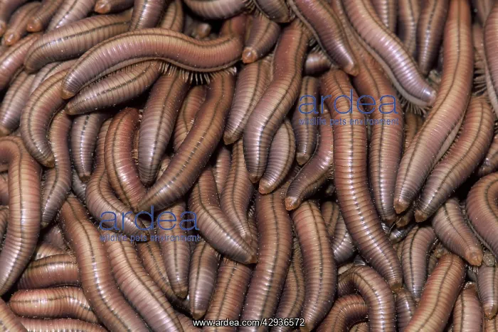 : Millipedes - Swarm of young resting against building : Millipedes - Swarm of young resting against building