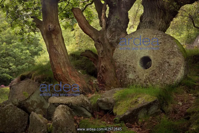 : Millstone abandoned and never finished in Padley : Millstone abandoned and never finished in Padley