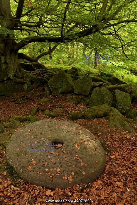 : Millstone wheel left lying on the ground in woodland : Millstone wheel left lying on the ground in woodland