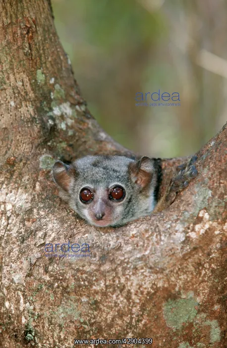 : Milne-Edwards Sportive / Weasel Sportive Lemur : Milne-Edwards Sportive / Weasel Sportive Lemur