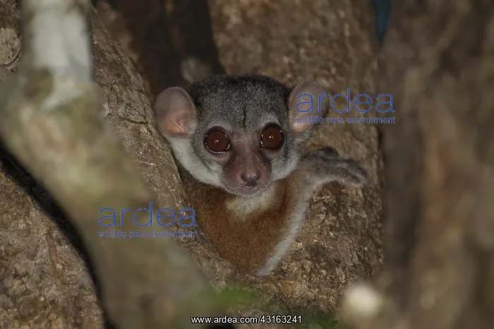 : Milne-Edwards's Sportive Lemur (Lepilemur edwardsi) peeking : Milne-Edwards's Sportive Lemur (Lepilemur edwardsi) peeking