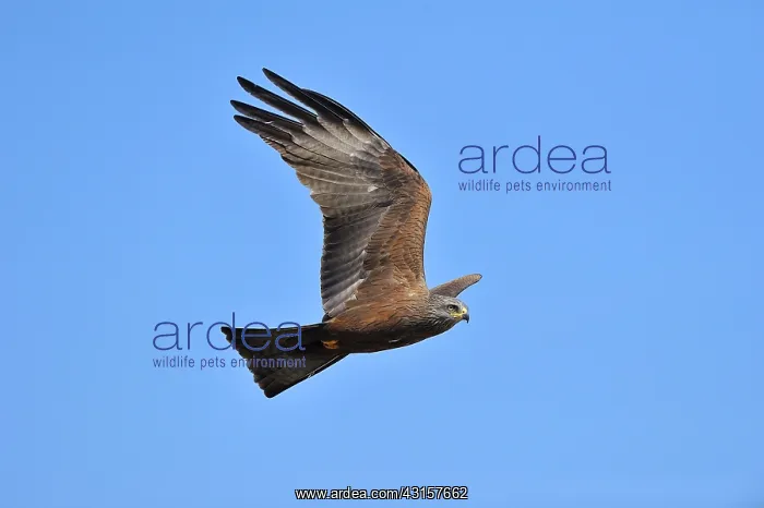 : Milvus migrans Falconiformes : Milvus migrans Falconiformes