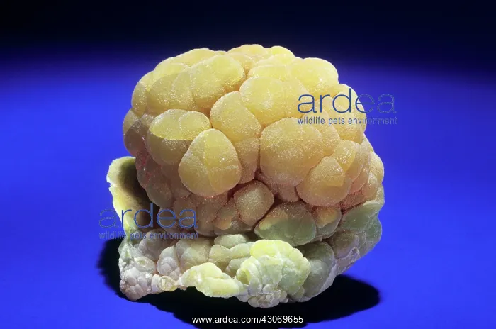 : Mimetite from Chihuahua, Mexico : Mimetite from Chihuahua, Mexico