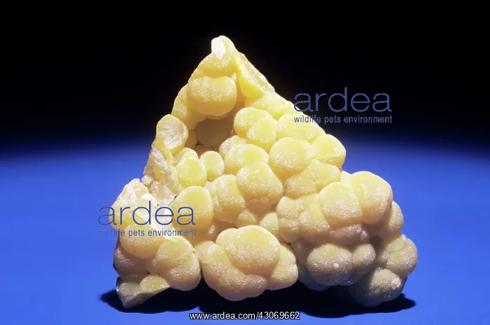 : Mimetite from Chihuahua, Mexico : Mimetite from Chihuahua, Mexico