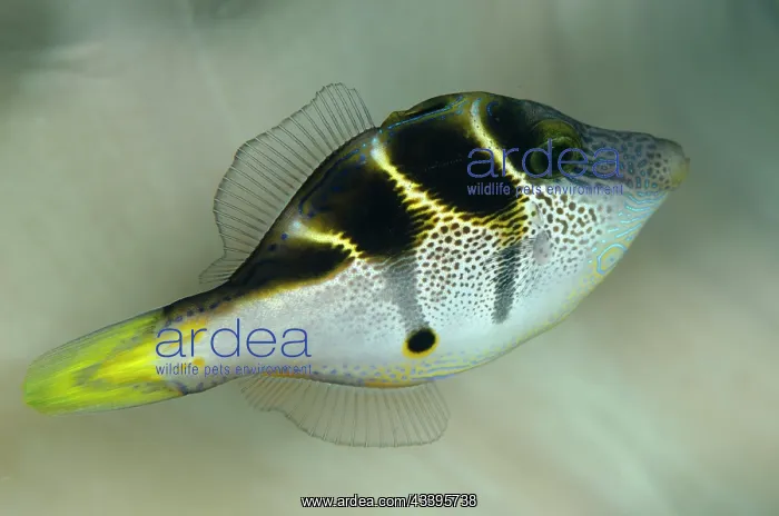 : Mimic Filefish : Mimic Filefish