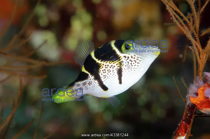 : Mimic Filefish - mimicking the highly poisonous : Mimic Filefish - mimicking the highly poisonous