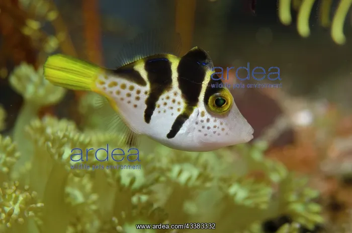 : Mimic Filefish mimicking Saddled Puffer : Mimic Filefish mimicking Saddled Puffer