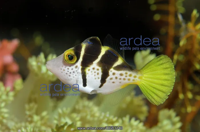  : Mimic Filefish mimicking Saddled Puffer