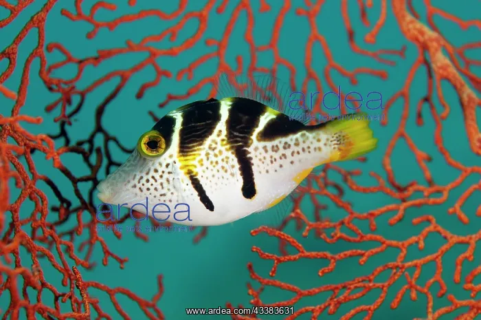 : Mimic Filefish mimicking Saddled Puffer : Mimic Filefish mimicking Saddled Puffer
