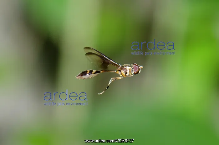 : Mimic Hoverfly - mimicking a thin-waisted Sphecid : Mimic Hoverfly - mimicking a thin-waisted Sphecid