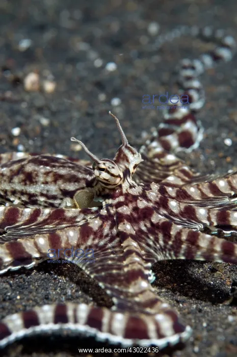  : Mimic Octopus