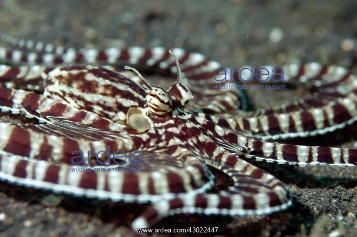 : Mimic Octopus