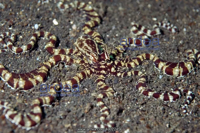  : Mimic Octopus