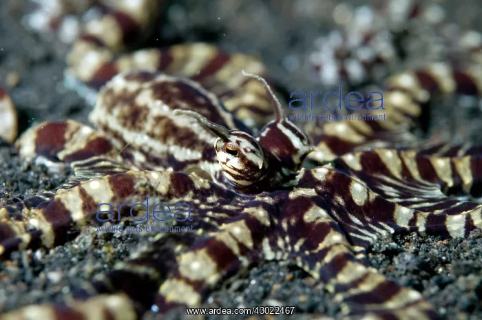  : Mimic Octopus