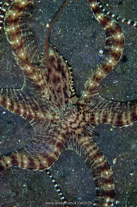 : Mimic Octopus - hunting with extended skirt - TK3 : Mimic Octopus - hunting with extended skirt - TK3