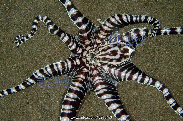 : Mimic Octopus (Thaumoctopus mimicus) with tentacles : Mimic Octopus (Thaumoctopus mimicus) with tentacles