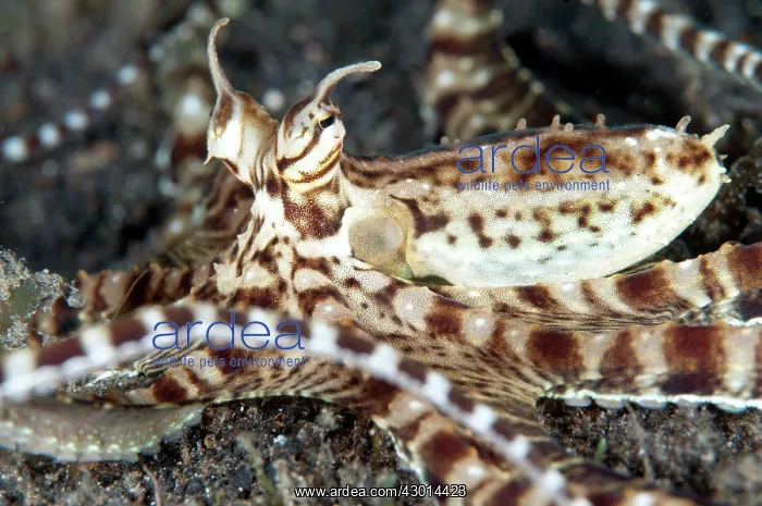  : Mimic Octopus waving tentacles on sand