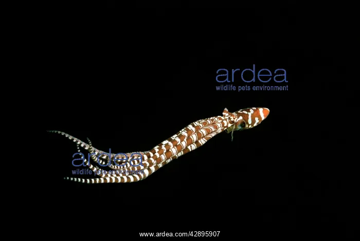 : Mimic Octopus, 'WonderpusI - Found in sandy areas : Mimic Octopus, 'WonderpusI - Found in sandy areas