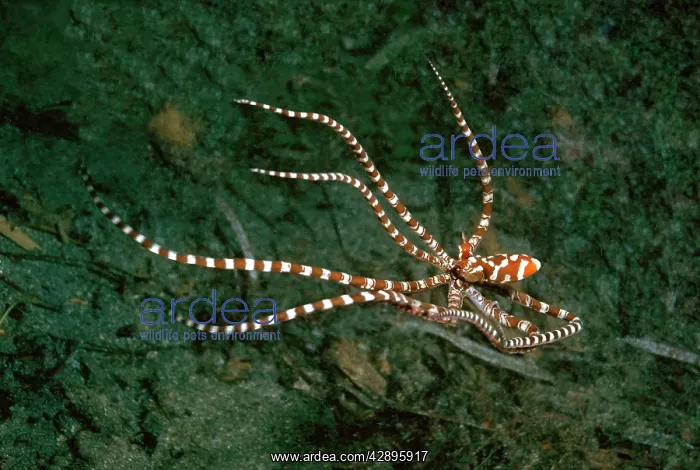 : Mimic Octopus, 'WonderpusI - Found in sandy areas : Mimic Octopus, 'WonderpusI - Found in sandy areas