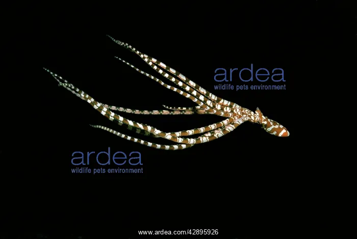 : Mimic Octopus, 'WonderpusI - Found in sandy areas : Mimic Octopus, 'WonderpusI - Found in sandy areas