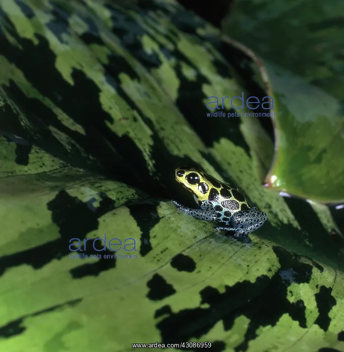 : Mimic Poison Arrow Frog : Mimic Poison Arrow Frog