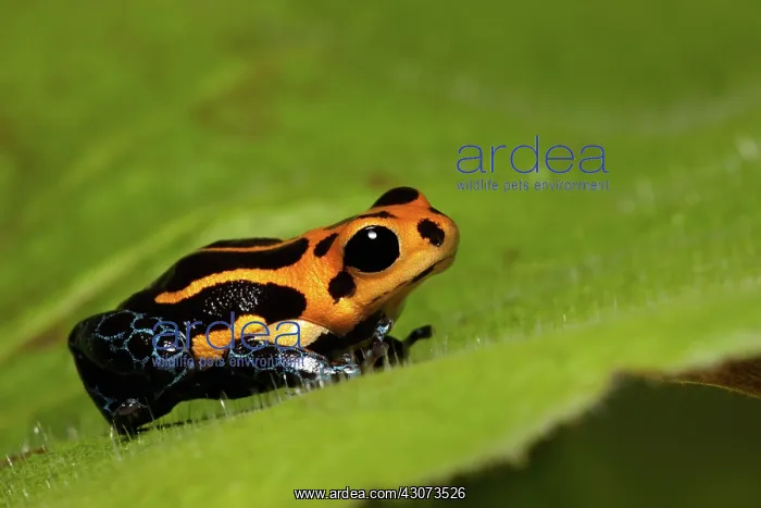 : Mimic Poison Dart Frog (Ranitomeya imitator) : Mimic Poison Dart Frog (Ranitomeya imitator)