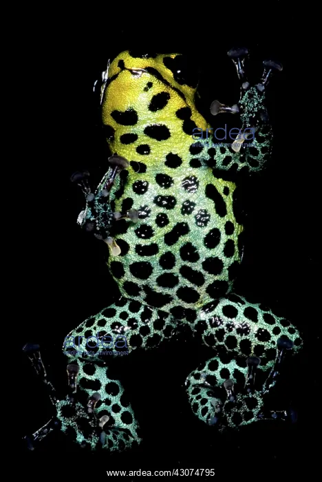 : Mimic Poison Frog : Mimic Poison Frog