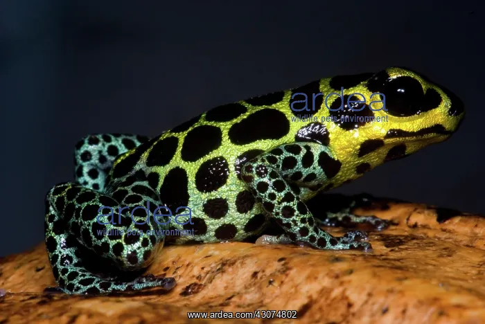: Mimic Poison Frog : Mimic Poison Frog
