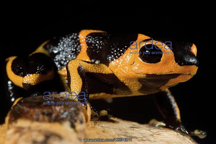 : Mimic Poison Frog : Mimic Poison Frog