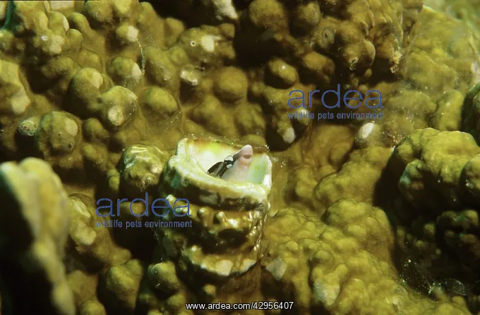 : A Mimic / Sabre-toothed Blenny mimics a cleaner : A Mimic / Sabre-toothed Blenny mimics a cleaner