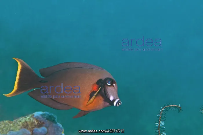 : Mimic Surgeonfish : Mimic Surgeonfish