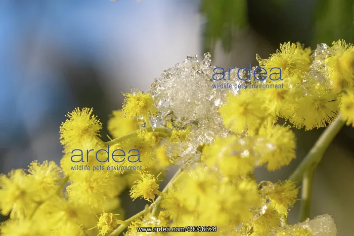  : MIMOSA. Europe, France, Bretagne, Ille et Vilaine