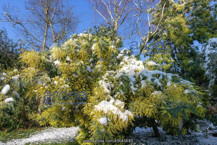 : MIMOSA. Europe, France, Bretagne, Ille et Vilaine : MIMOSA. Europe, France, Bretagne, Ille et Vilaine
