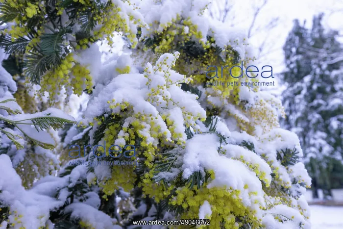 : MIMOSA. Europe, France, Bretagne, Ille et Vilaine : MIMOSA. Europe, France, Bretagne, Ille et Vilaine