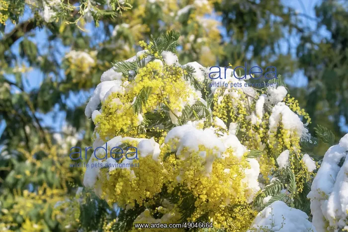 : MIMOSA. Europe, France, Bretagne, Ille et Vilaine : MIMOSA. Europe, France, Bretagne, Ille et Vilaine