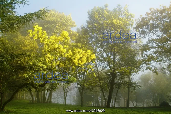 : Mimosa in bloom (Acacia dealtaba) in Umbe : Mimosa in bloom (Acacia dealtaba) in Umbe