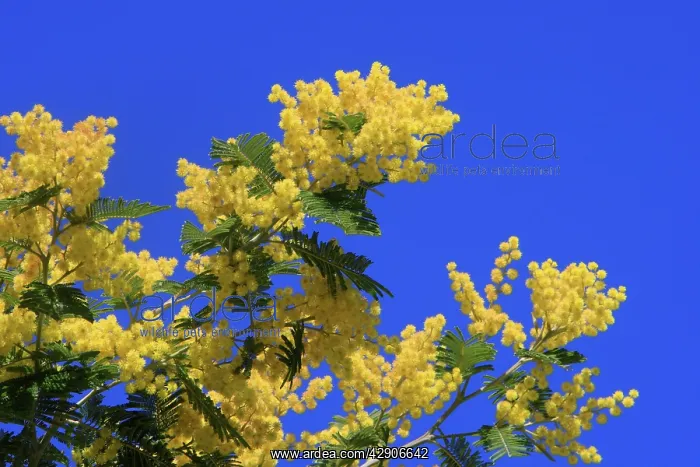  : Mimosa - flowers