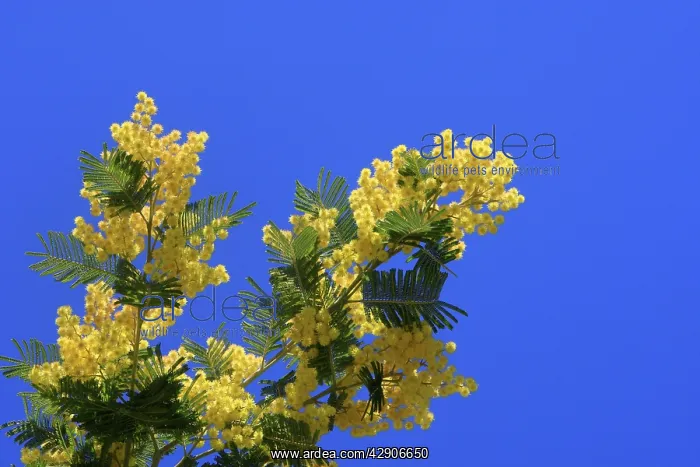  : Mimosa - flowers