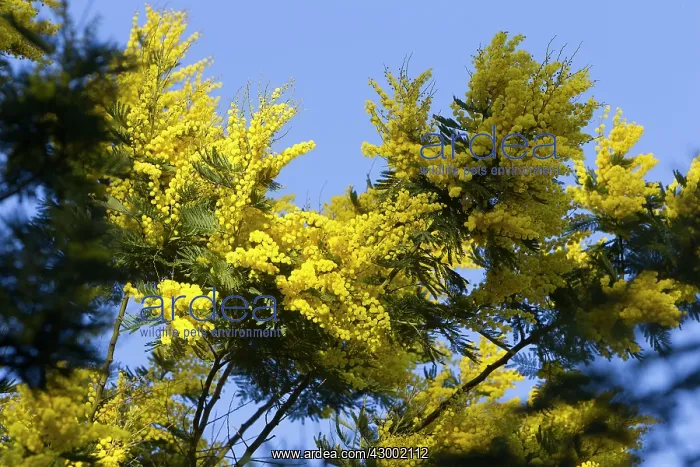: Mimosa - flowers : Mimosa - flowers