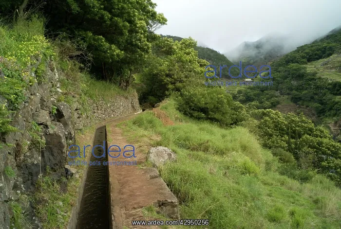 : The Mimosa Levada - Madeira : The Mimosa Levada - Madeira