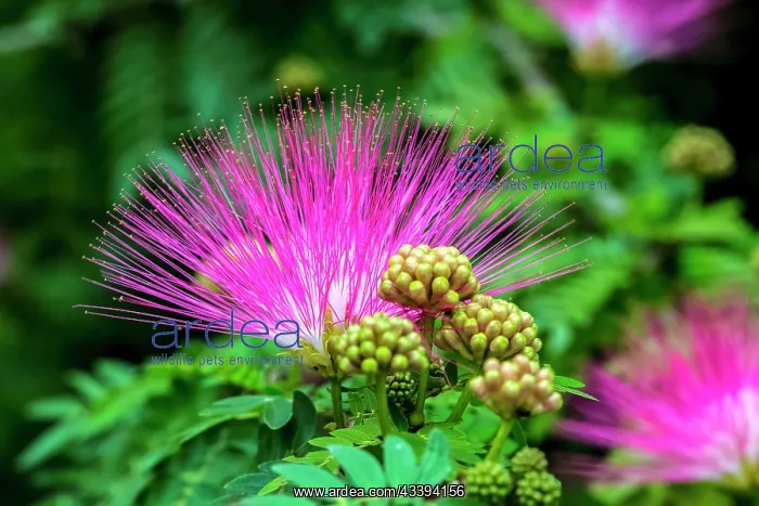 : Mimosa tree in bloom : Mimosa tree in bloom