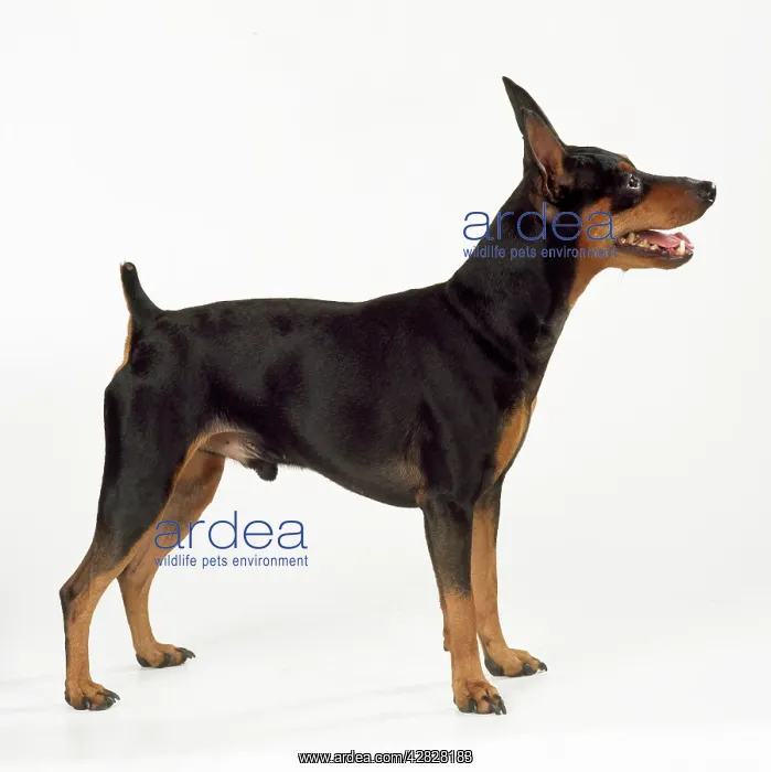 : Minature Pinscher - also known as Red Pinshcer : Minature Pinscher - also known as Red Pinshcer
