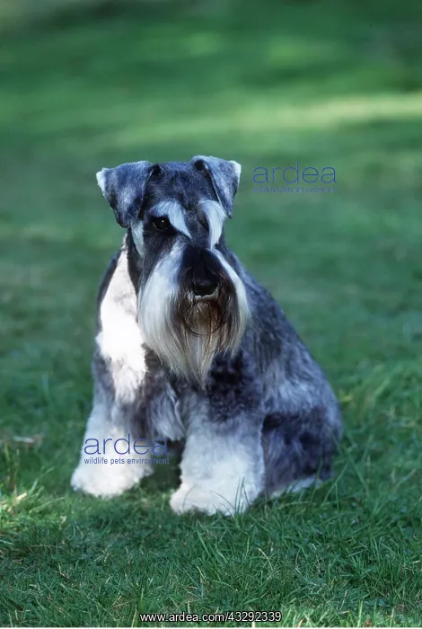 : Minature Schnauzer Dog - sitting on grass : Minature Schnauzer Dog - sitting on grass
