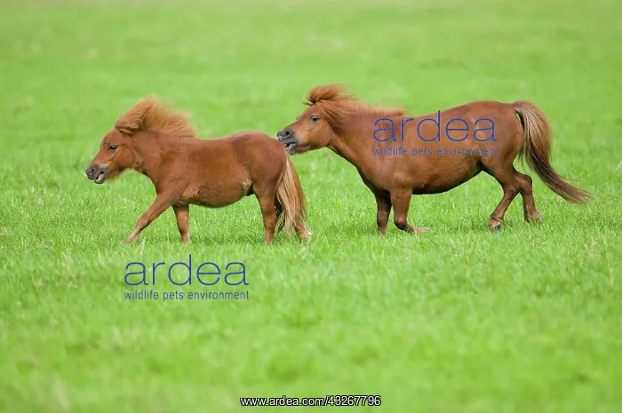 : Two minature shetland ponies on a pasture, Bavaria : Two minature shetland ponies on a pasture, Bavaria