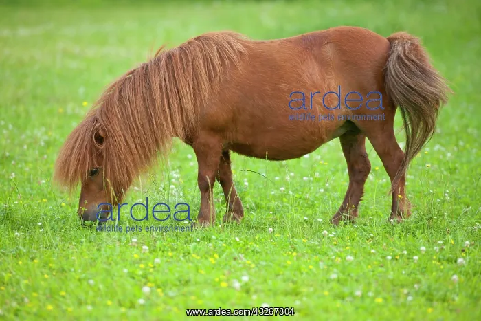 : Minature shetland pony on a pasture, Bavaria, Germany : Minature shetland pony on a pasture, Bavaria, Germany