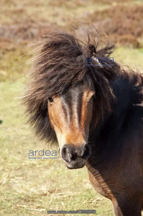: Minature Wild Pony - Close up of head : Minature Wild Pony - Close up of head