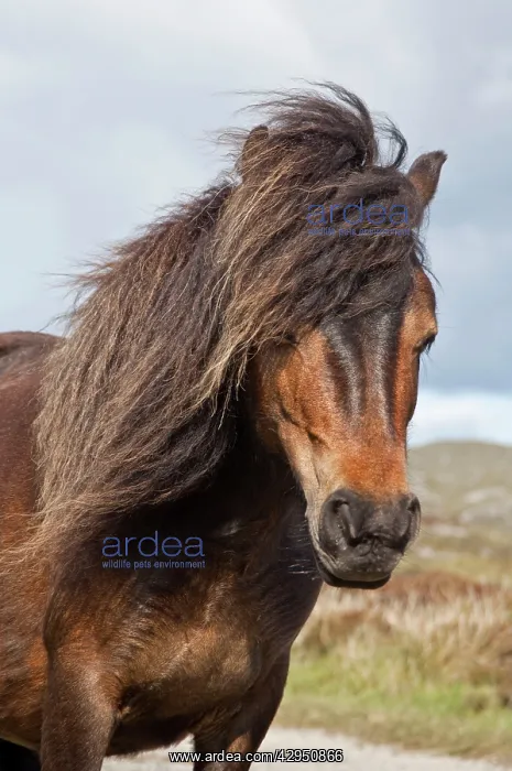 : Minature Wild Pony - Close up of head : Minature Wild Pony - Close up of head