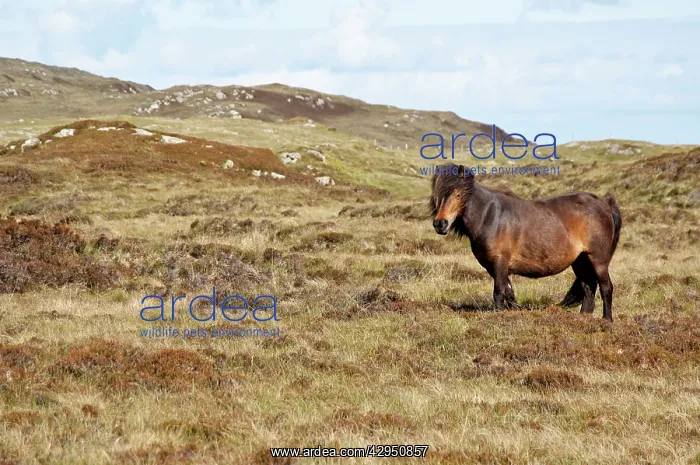 : Minature Wild Pony - Standing in landscape : Minature Wild Pony - Standing in landscape