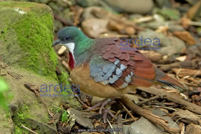 : Mindanao Bleeding-heart : Mindanao Bleeding-heart